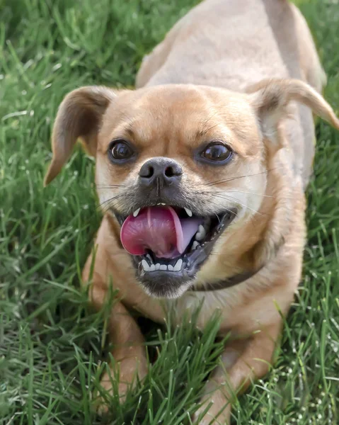 Pequeño perro lindo acostado en un césped verde. Feliz mascota sonriente con la boca abierta y la lengua sobresaliendo . —  Fotos de Stock