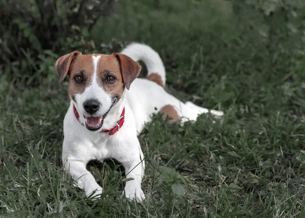 Perro lindo de pura raza Jack Russell Terrier acostado en un césped verde. Feliz mascota en reposo. Parte delantera — Foto de Stock