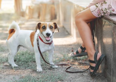 Küçük sevimli köpek Jack Russell Terrier açık bir kız bacaklarının yanında duran