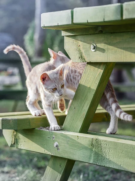 Deux chatons mignons jouant sur un banc en bois sous une table dans un parc . — Photo