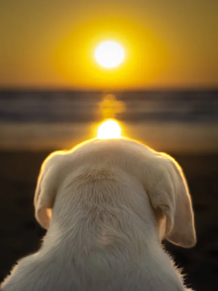 Cão observando o pôr do sol sentado na praia — Fotografia de Stock