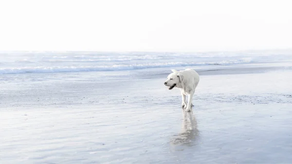 Lonely white dog walking along the sea coast. Seascape — Stock Photo, Image