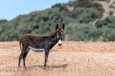 Dağların arka planında otlayan küçük bir bebek eşeğin portresi. Şirin hayvan kameraya bakıyor. Kuzey Kıbrıs gezisi.