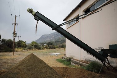 Kuzey Kıbrıs 'taki modern bir petrol fabrikasında zeytin yağı üretme süreci. Kuru tohumların atık üretimi