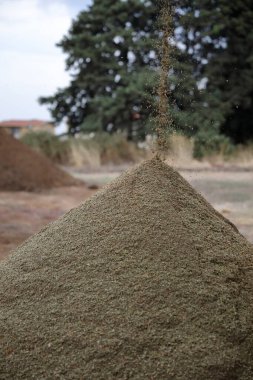 Kuzey Kıbrıs 'taki modern bir petrol fabrikasında zeytin yağı üretme süreci. Kuru tohumların atık üretimi