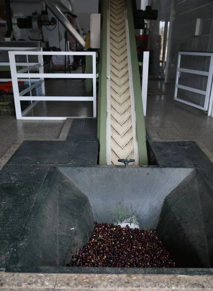 El proceso de producción de aceite de oliva en una fábrica de aceite moderna en el norte de Chipre. Transportador o transportador para el transporte de aceitunas —  Fotos de Stock