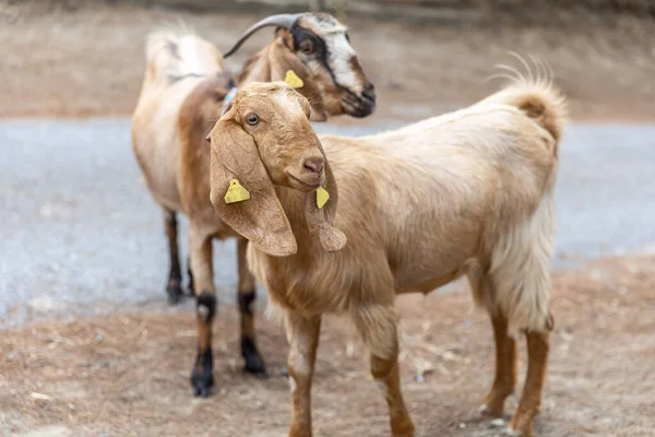 Portrait of two Anglo-Nubian goats grazing in the mountains in Northern Cyprus. The curious animais are looking into camera — Stock Photo, Image