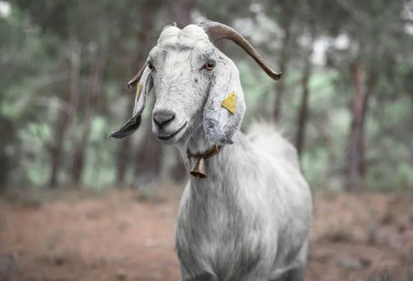 Portrait of white mature Anglo-Nubian goat grazing in a forest in the mountains in Northern Cyprus. The curious animal is looking into camera
