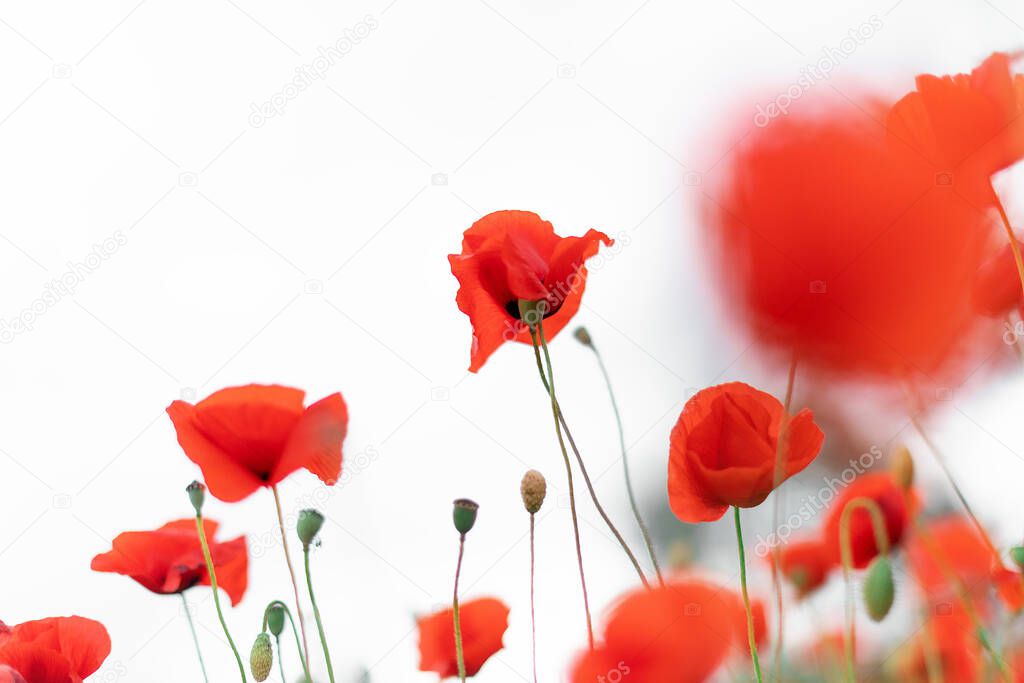 Beautiful blooming poppies blurred background. Red poppy flowers on a white