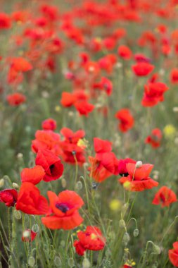 Güzel kırmızı gelincik tarlası bulanık arkaplan. Kır çiçekleriyle kaplı manzara.