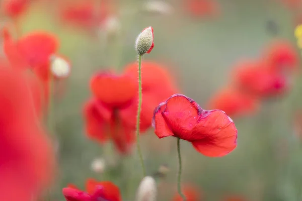 Bonito florescendo campo de papoula vermelho desfocado fundo. Paisagem com flores silvestres . — Fotografia de Stock