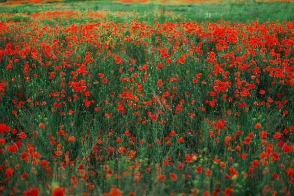 Gyönyörű virágzó piros mák mező elmosódott háttér. Tájkép vadvirágokkal. — Stock Fotó