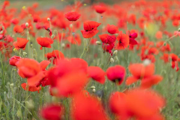 Bonito florescendo campo de papoula vermelho desfocado fundo. Paisagem com flores silvestres . — Fotografia de Stock