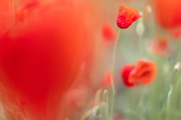 Bonito florescendo campo de papoula vermelho desfocado fundo. Paisagem com flores silvestres . — Fotografia de Stock