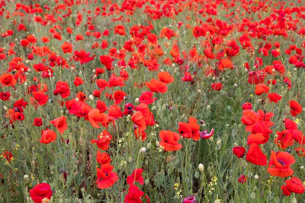 Bonito florescendo campo de papoula vermelho desfocado fundo. Paisagem com flores silvestres . — Fotografia de Stock