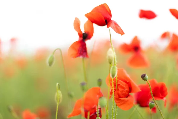 Piękne kwitnące czerwone pole maku zamazane tło. Krajobraz z dzikimi kwiatami. — Zdjęcie stockowe