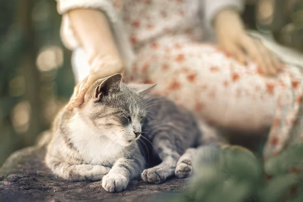 Mano di una giovane donna che accarezza un piccolo gattino grigio che dorme su una recinzione di pietra — Foto Stock