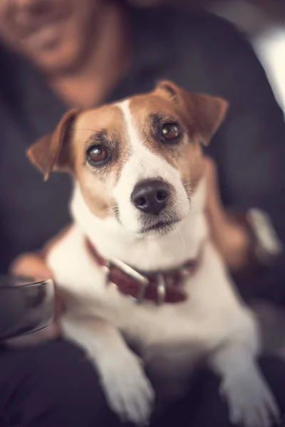 Close-up portrait of young cute purebred dog jack russell terrier sitting on the knees of a smiling person and looking into camera — Stock Photo, Image