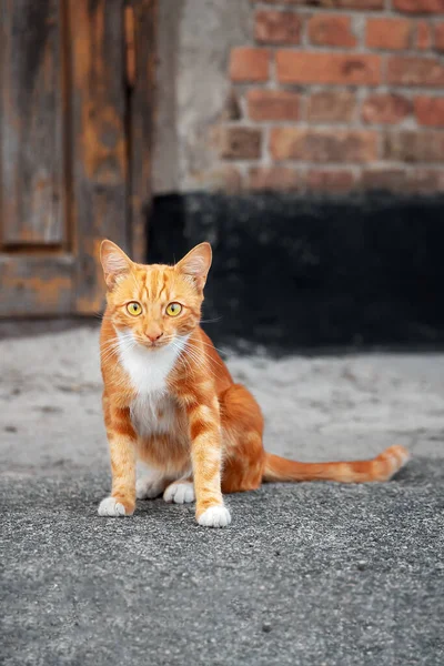 Lindo Gatito Jengibre Sentado Cerca Pared Ladrillo Rojo Una Casa — Foto de Stock