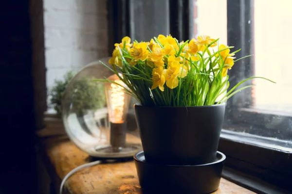 Flores Amarillas Una Olla Una Lámpara Eléctrica Redonda Viejo Alféizar — Foto de Stock