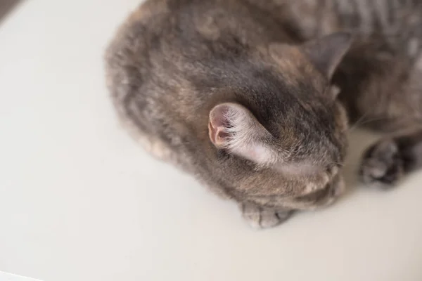 Gato Joven Está Durmiendo Una Superficie Blanca Joven Mascota Está — Foto de Stock