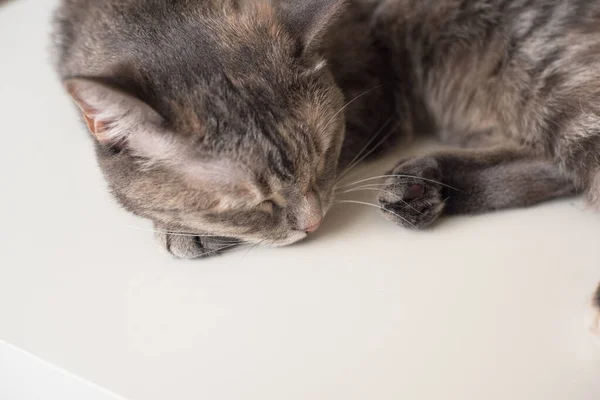 Kucing Muda Tidur Permukaan Putih Hewan Peliharaan Muda Sedang Beristirahat — Stok Foto