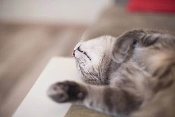 Tired Young Cat Sleeping Shows Fang Pets Resting Cat Self — Stock Photo, Image