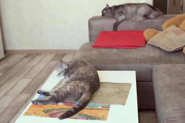 Fiatal Macska Fekszik Asztalon Egy Macska Alszik Kanapén — Stock Fotó