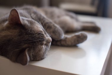 Genç kedi gözleri kapalı bir şekilde bir masada yatıyor. Salgın İzolasyonu