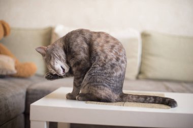 Genç kedi kanepenin arka planında bir masada otururken kendini temizler..