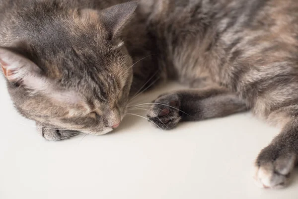 Gato Jovem Está Dormindo Uma Superfície Branca Animal Estimação Jovem — Fotografia de Stock