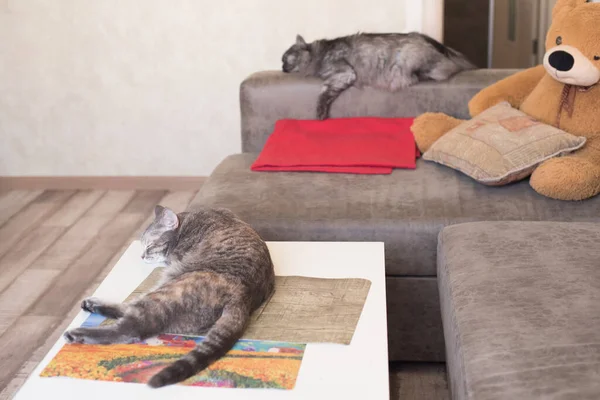 Dois Gatos Cansados Dormem Apartamentos Caseiros Animais Estimação Relaxar — Fotografia de Stock