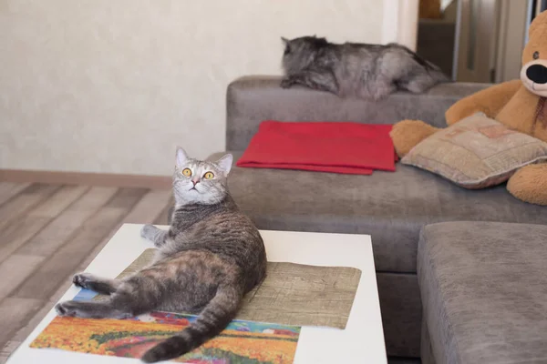 Gato Jovem Olhando Para Cima Deitado Mesa Gato Está Dormindo — Fotografia de Stock