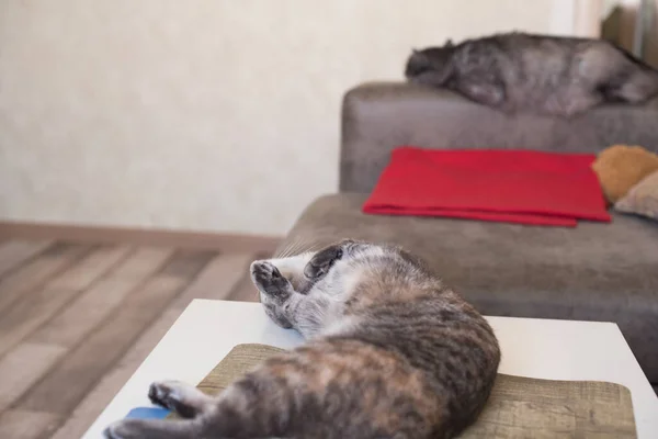 Joven Gato Acuesta Una Mesa Gato Duerme Sofá — Foto de Stock