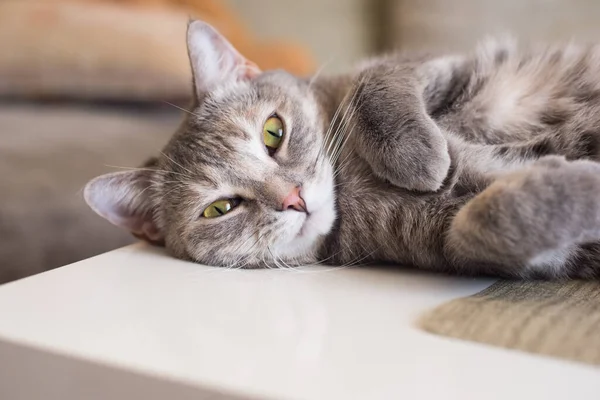 Kucing Tabby Muda Tergeletak Atas Meja Beristirahat Mencengkeram Cakarnya — Stok Foto