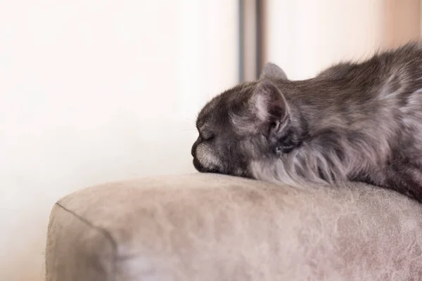 Portré Egy Hosszú Hajú Macskáról Aki Egy Kanapén Alszik Pandémiás — Stock Fotó