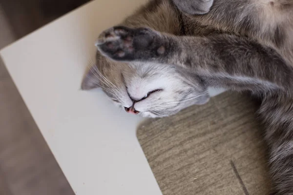 Kucing Muda Tergeletak Meja Beristirahat Matanya Tertutup — Stok Foto