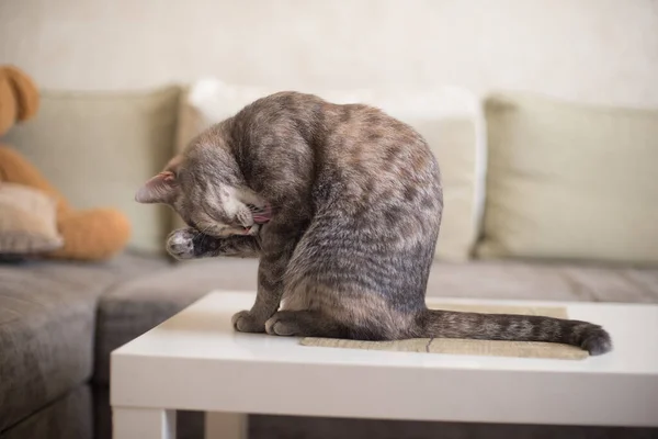 식탁보 고양이는 배경에 스스로 청소를 — 스톡 사진