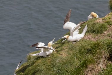 İki Gannets saldırgan davranış görüntüleme