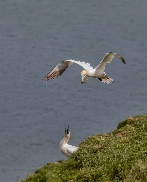 Gannet Bring Nesting Material Its Partner — Stock Photo, Image