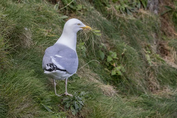 Herring Gull Collecting Nest Building Material — Stock Photo, Image