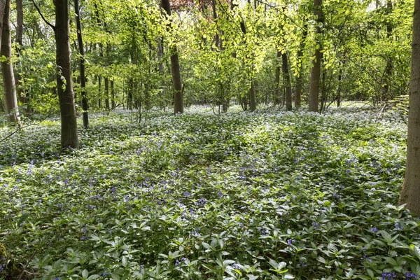 Aglio Selvatico Bluebell Che Crescono Nei Boschi Decidui — Foto Stock