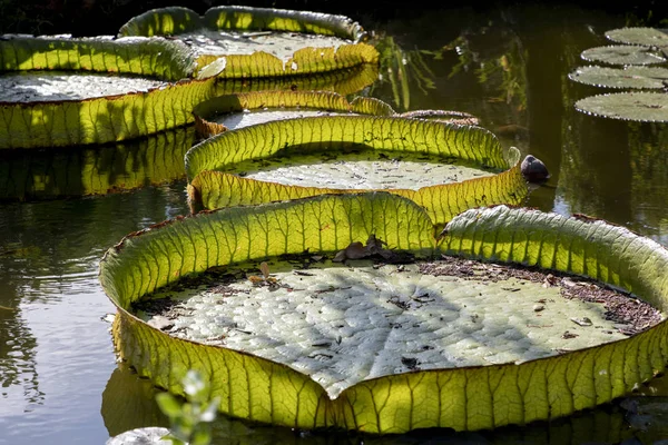 Número Almofadas Lírio Gigantes Flutuando Uma Lagoa Ornamental — Fotografia de Stock