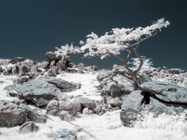 Kızılötesi yalnız ağaç