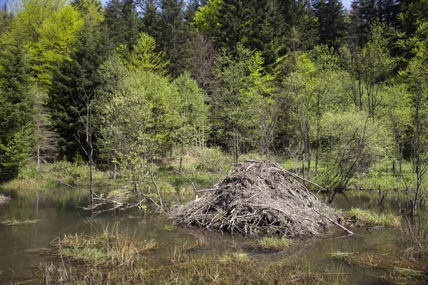 Sulak alanlar su ile çevrili tipik bir piramit şeklindeki beaver lodge 