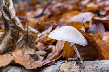 Beyaz porselen mantarlar tükenmekte olan dallar üzerinde ölü kayın ağaçları üzerinde büyüyorlar.