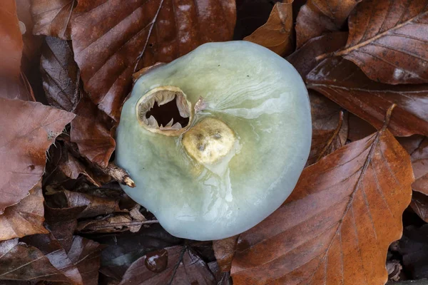 死んだブナの葉の間に生えている奇妙な青いキノコ — ストック写真