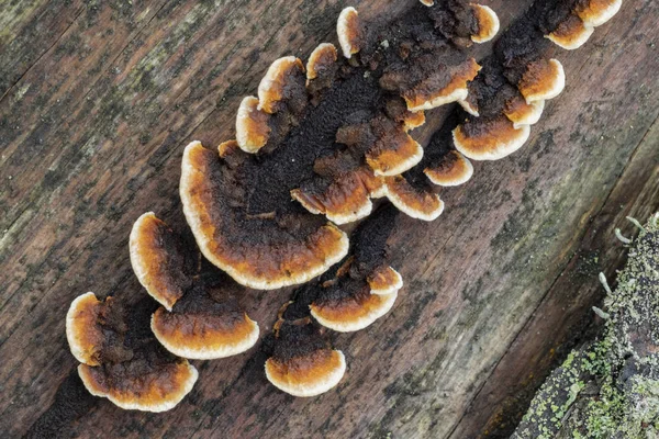 줄기에서 자라는 버섯의 클로즈업 이미지 — 스톡 사진