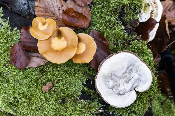 Verschillende Soorten Wilde Paddestoelen Groeien Een Oude Boomstam Onder Mossen — Stockfoto