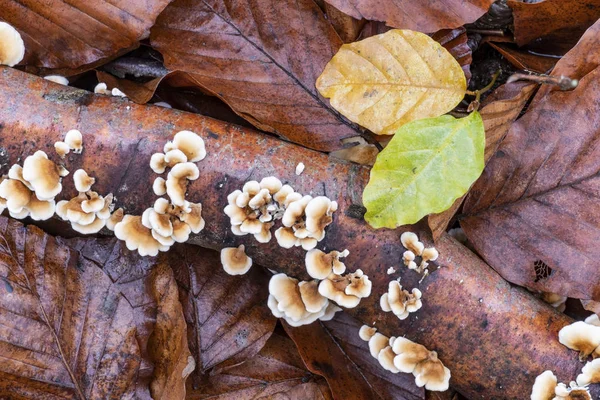 Wild Mushrooms Growing Decaying Branch Dead Leaves Beech Trees — 스톡 사진